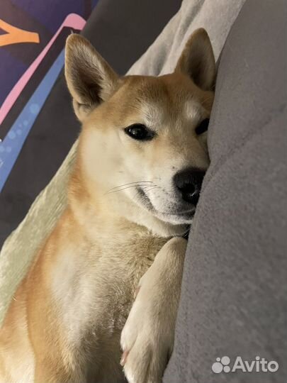 Вязка кобеля Сиба ину