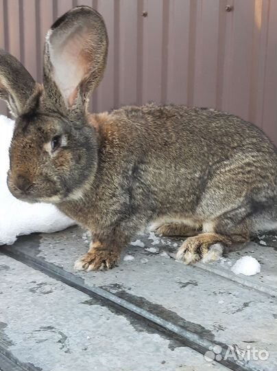 Продаётся крол, фландер 8,5 месяцев
