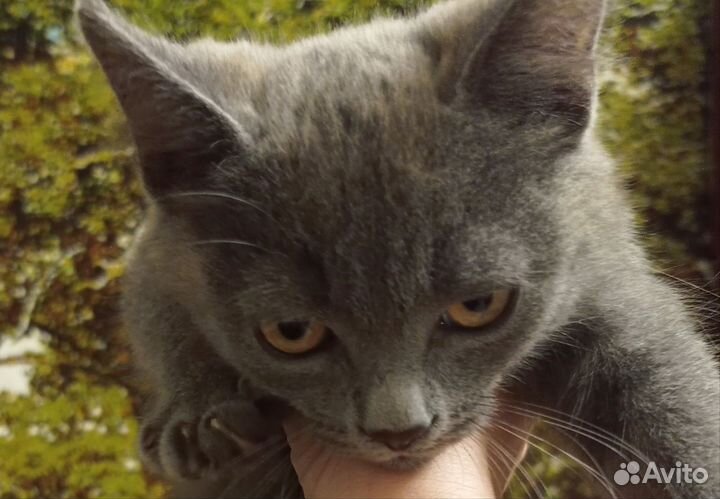 Котята в добрые руки бесплатно мальчик