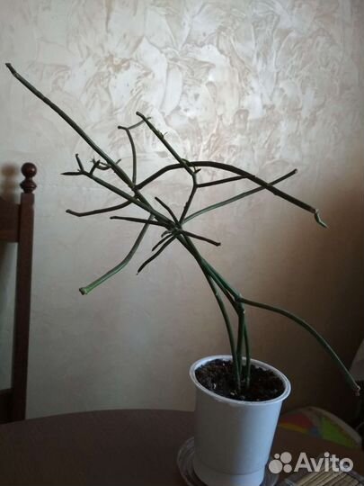 Комнатные растения (обновление)