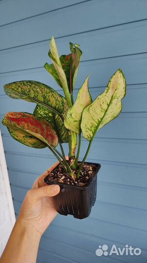 Аглаонема heng heng heng