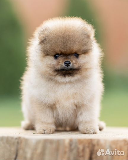 Очаровательные малыши