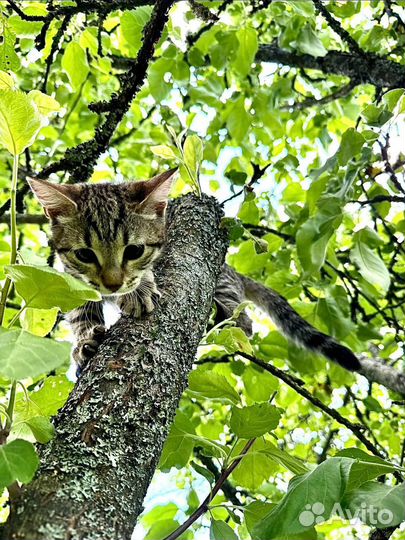 Котенок Европейский девочка