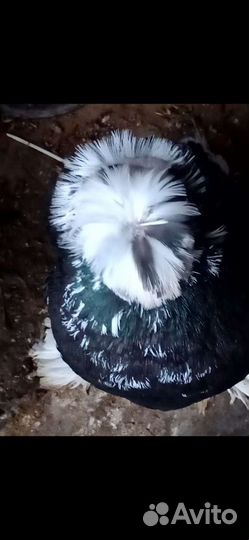 Голуби Бухарские Барабанщики