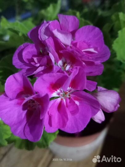 Пеларгония