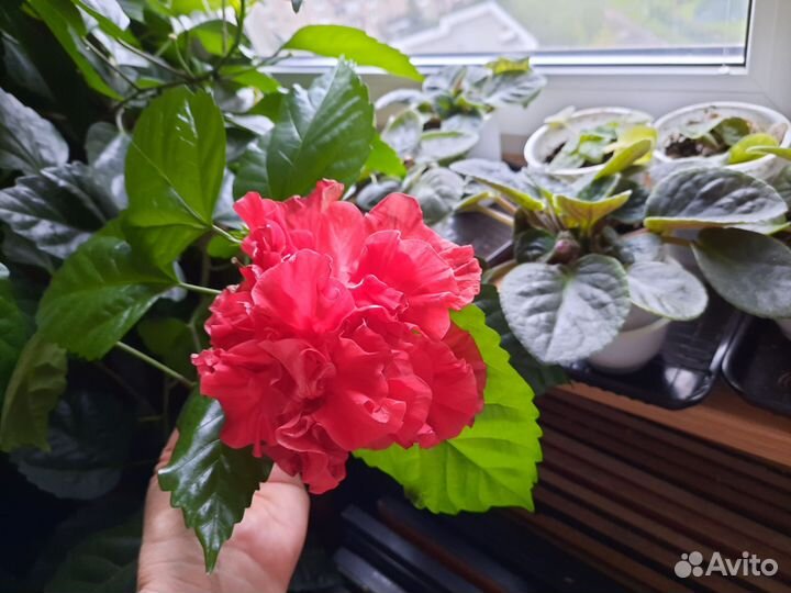 Спатифиллум,драцены, гибискус, домашние растения