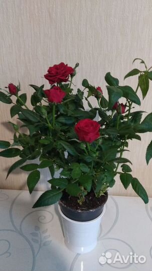 Роза Кордана