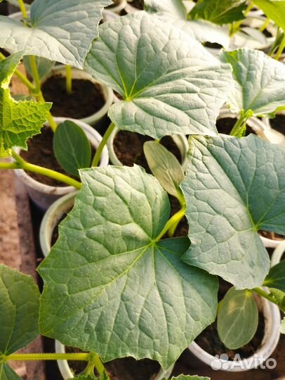 Рассада помидор и огурцов