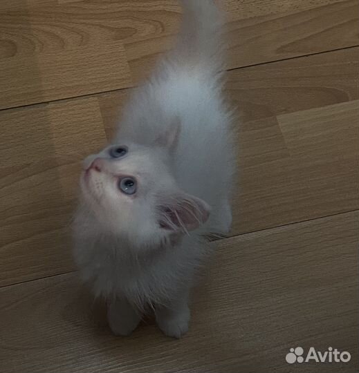 Другие породы