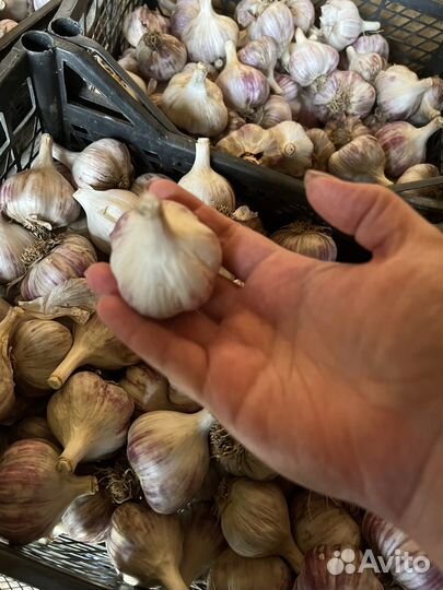 Сортовой чеснок «Любаша»