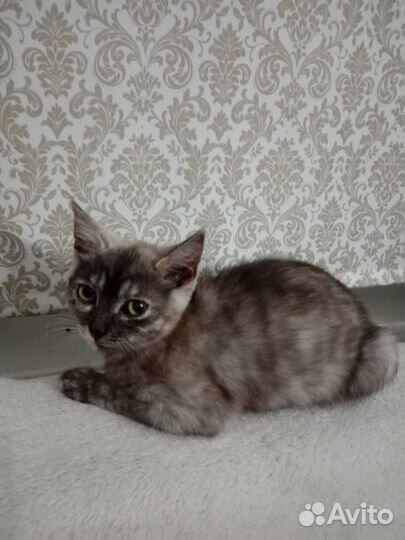 Котенок девочка