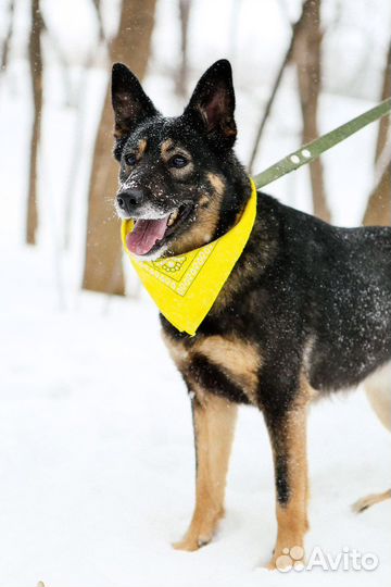 Собака душа в добрые руки