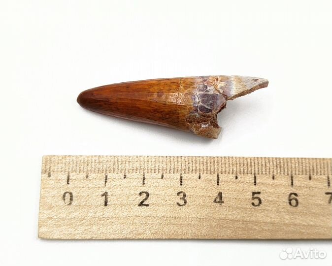 Зуб крокодила Elosuchus, Марокко / Окаменелости