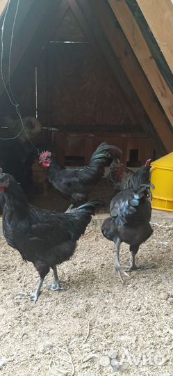 Петух чёрный оливеггер