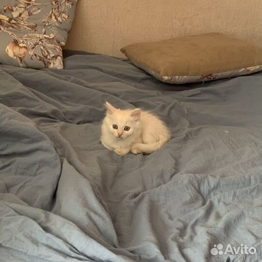 Котята кот и кошка