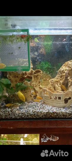 Аквариумные рыбки