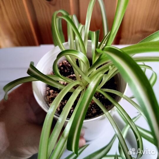 Хлорофитум кудрявый бонни