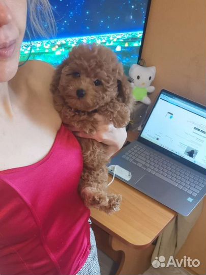 Кукла mini Dayzi Мальтипу