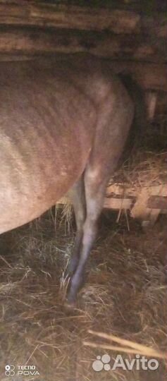 Арабо-терский