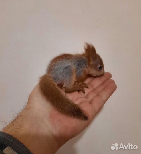 Ручные белки