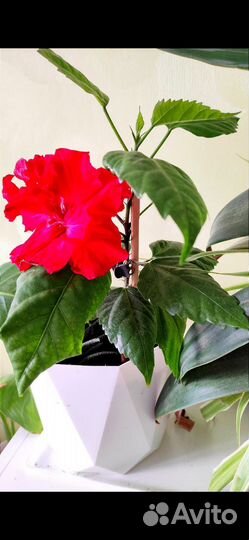 Гибискус (китайская роза)