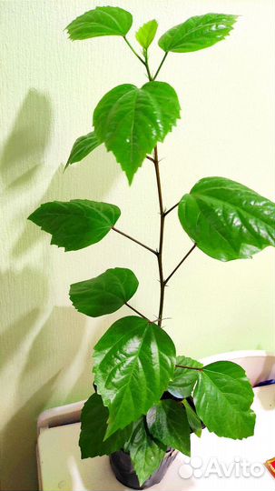 Гибискус (китайская роза)