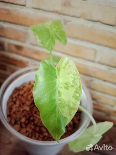 Алоказия гагена вар