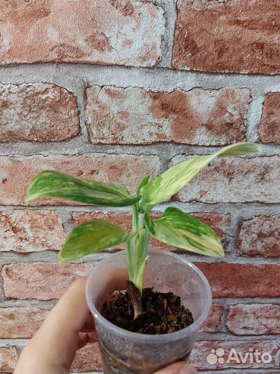 Филодендрон кобра