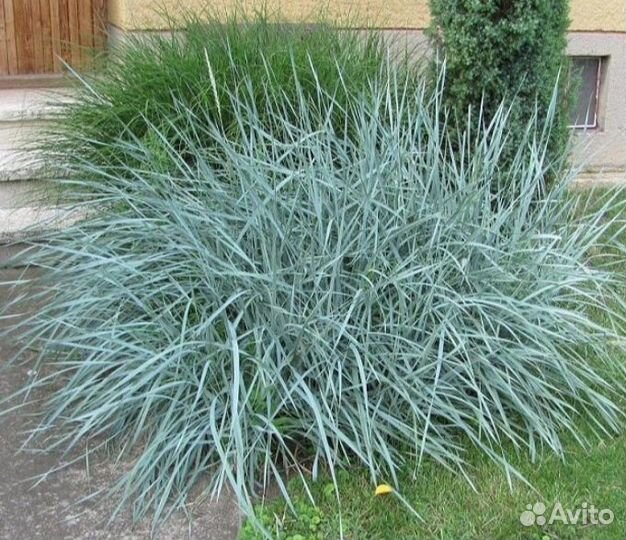 Декоративные злаки