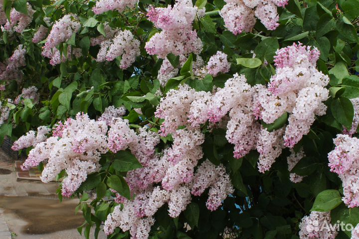 Саженцы сирени