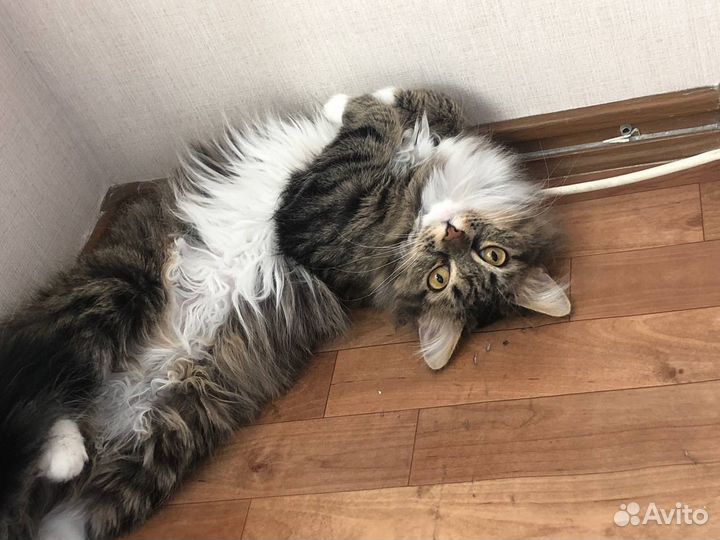 Кошка на вязку