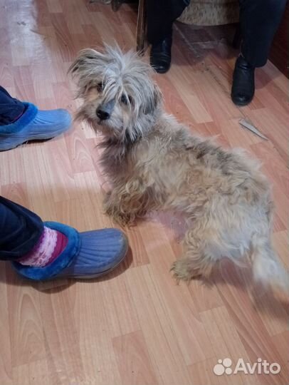 Найдена собака