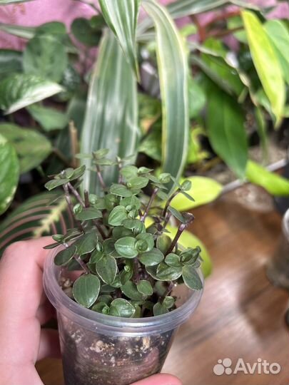 Комнатные цветы