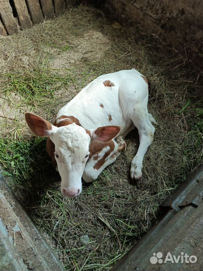 Искусственное осеменение коров и телок