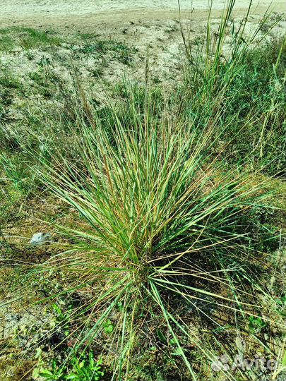 Растения для солончаков, рокариев, бесплодных почв