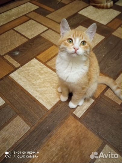 Рыжий котенок