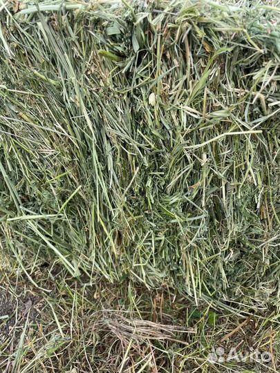 Сено 2024 года В наличии