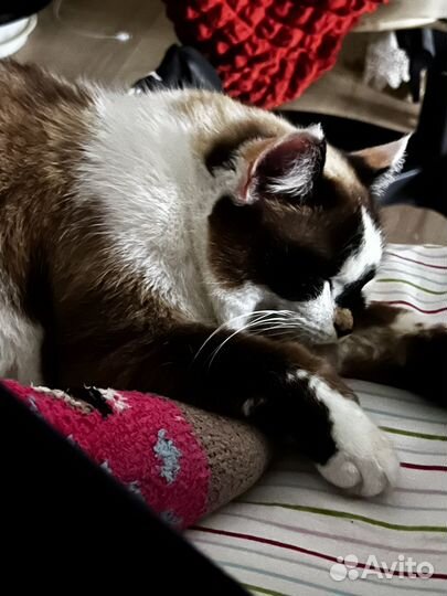 Кошка