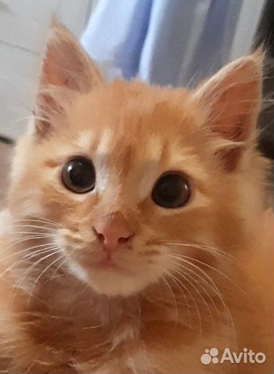 Котенок в дар бесплатно