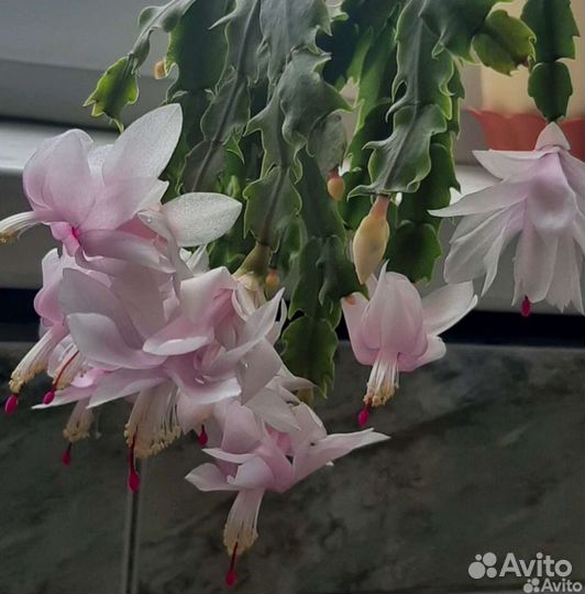 Декабрист шлюмбергера