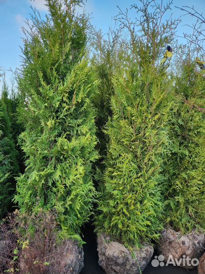 Туя брабант стриженная 2-2,3 m