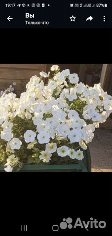 Рассада петунии