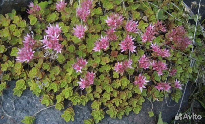 Очиток почвопокровник