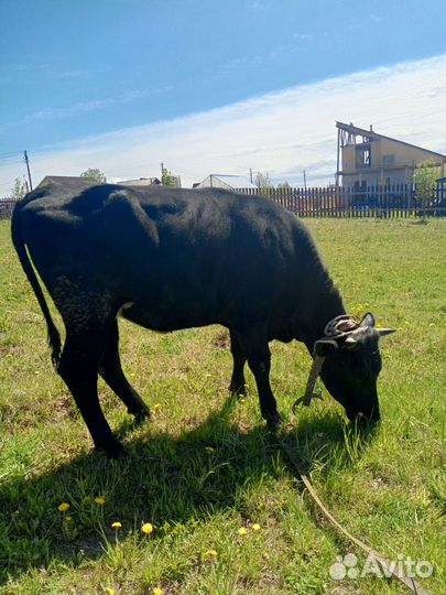 Корова нетель, коза и козел