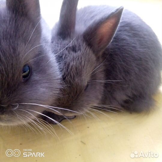 Карликовый кролик