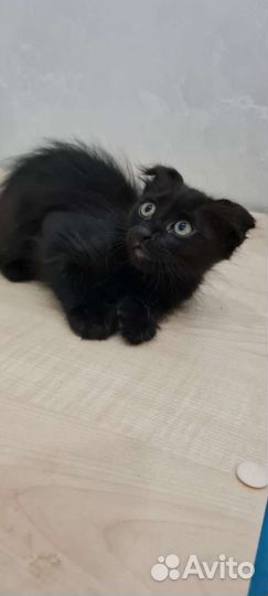 Котенок в дар бесплатно