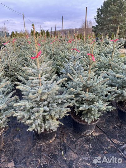 Ель голубая в горшке Глаука большой выбор