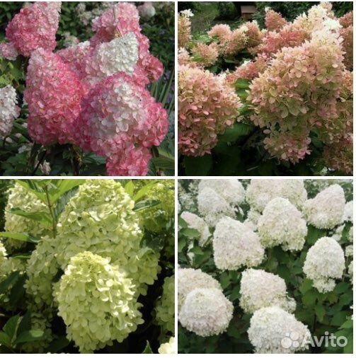 Гортензии метельчатые