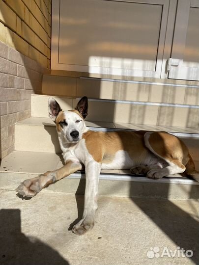 Собака в добрые руки