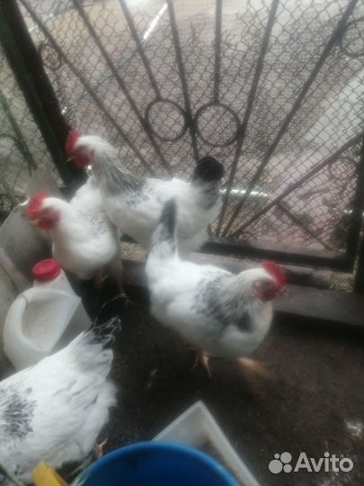 Петухи молодые